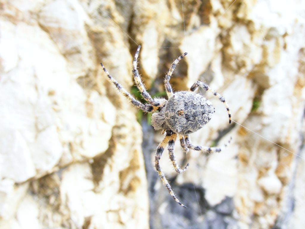 Araneus circe   -  Tonezza del Cimone (VI)